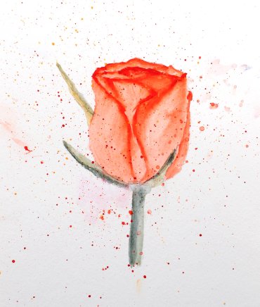 red-rose.jpg