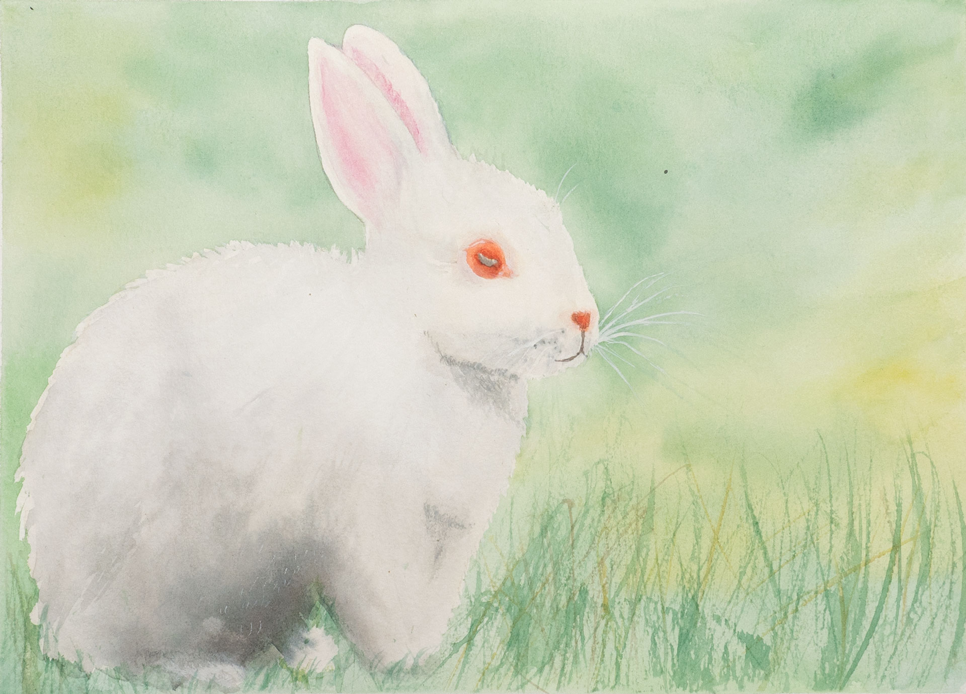 White Rabbit